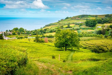 Porto Formoso çay tarlaları. Manzara olağanüstü doğal çay Sao Miguel Island, Azores, Portekiz inanılmaz güzel