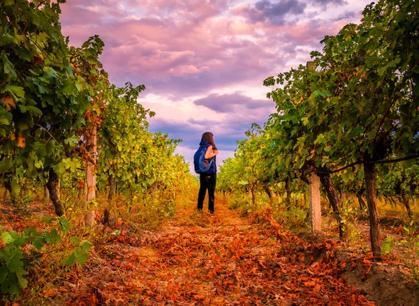 Молода дівчина з рюкзаком в Болгарський виноградників на Sunset готові до поїздки — стокове фото