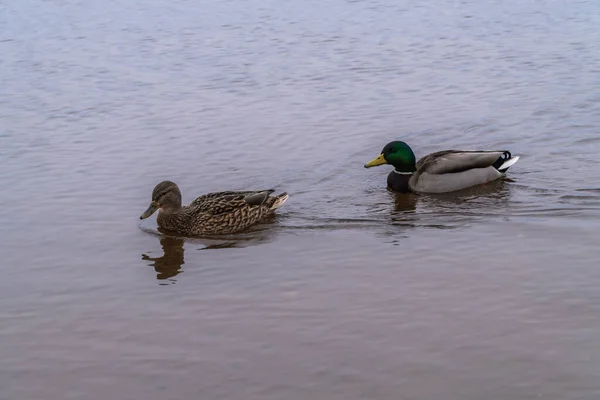 Flocks of wild ducks live in the Gulf of Finland near the Peterhof fountains. — 스톡 사진