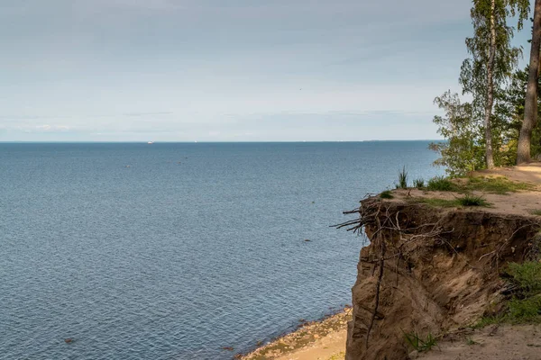 Árvores em um penhasco arenoso acima do Golfo da Finlândia na área do Forte Krasnaya Gorka — Fotografia de Stock