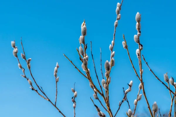 Russia Saint Petersburg Early Spring First Swollen Willow Buds Open — Stock Photo, Image