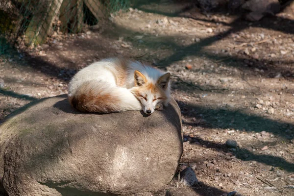 Un Renard roux se prélasse au soleil, recroquevillé sur une pierre chaude dans un parc voisin à Saint-Pétersbourg . — Photo