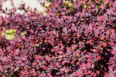 Böğürtlen çalıları, Mayıs ayında şehir avlularında ve bahçelerinde büyük kestane ve kırmızı yapraklar püskürterek çiçek açtılar..