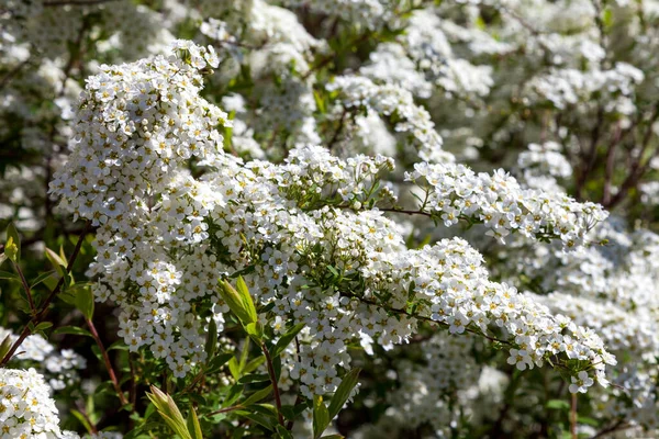Hawthorn çalıları, şehir avlularında ve mayıs ayında bahçelerde büyük beyaz çiçekler püskürterek çiçek açtı.. — Stok fotoğraf