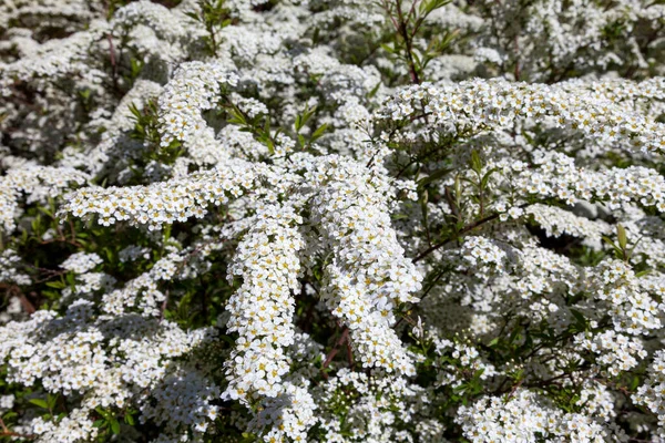 Hawthorn çalıları, şehir avlularında ve mayıs ayında bahçelerde büyük beyaz çiçekler püskürterek çiçek açtı.. — Stok fotoğraf