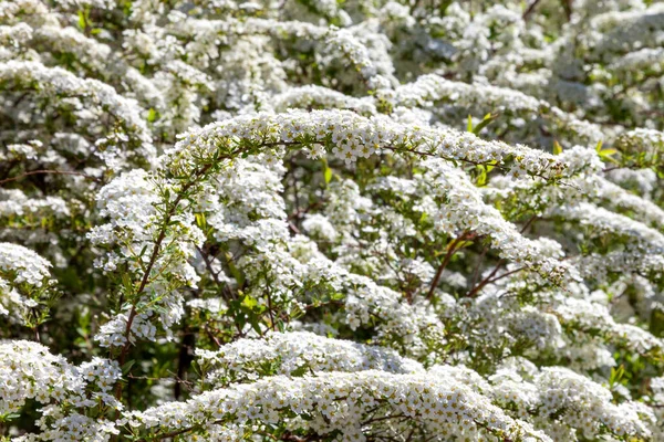 Hawthorn çalıları, şehir avlularında ve mayıs ayında bahçelerde büyük beyaz çiçekler püskürterek çiçek açtı.. — Stok fotoğraf