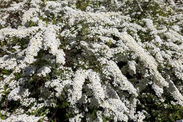 Hawthorn bushes bloomed in huge sprays of white flowers in city courtyards and gardens in may. — Stock Image Hawthorn bushes bloomed in huge sprays of white flowers in city courtyards and gardens in may. Stock Photo