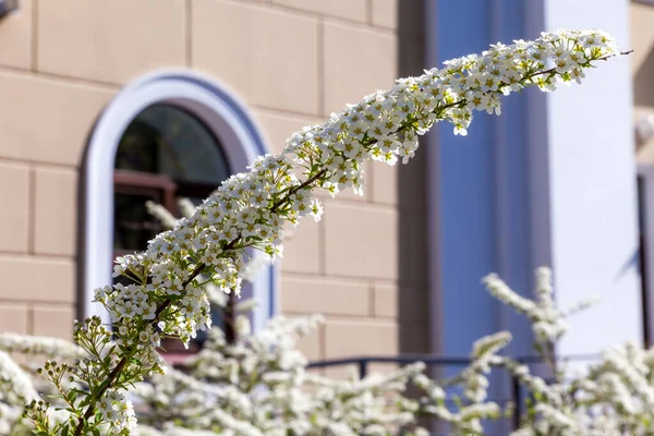Hawthorn bushes bloomed in huge sprays of white flowers in city courtyards and gardens in may. — Stock Image Hawthorn bushes bloomed in huge sprays of white flowers in city courtyards and gardens in may. Stock Image