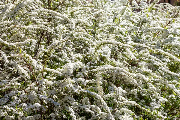 Hawthorn bushes bloomed in huge sprays of white flowers in city courtyards and gardens in may. — Stock Image Hawthorn bushes bloomed in huge sprays of white flowers in city courtyards and gardens in may. Royalty Free Stock Images