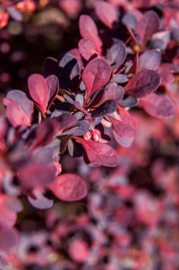 Böğürtlen çalıları, Mayıs ayında şehir avlularında ve bahçelerinde büyük kestane ve kırmızı yapraklar püskürterek çiçek açtılar..