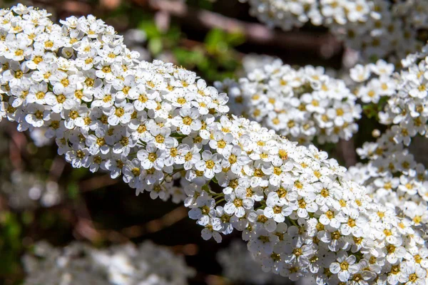 Hawthorn çalıları, şehir avlularında ve mayıs ayında bahçelerde büyük beyaz çiçekler püskürterek çiçek açtı.. — Stok fotoğraf