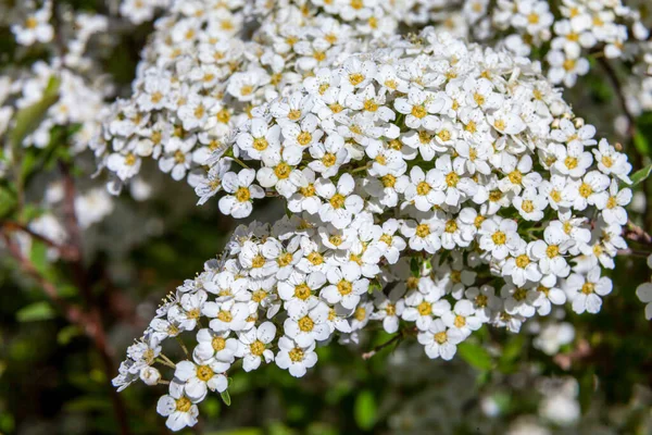 Hawthorn bushes bloomed in huge sprays of white flowers in city courtyards and gardens in may. — Stock Photo, Image