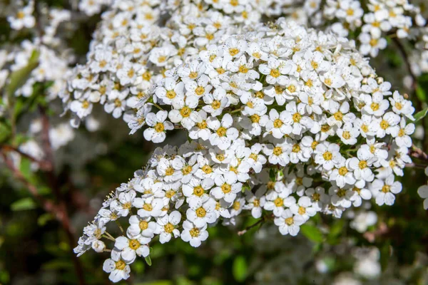 Hawthorn bushes bloomed in huge sprays of white flowers in city courtyards and gardens in may. — Stock Image Hawthorn bushes bloomed in huge sprays of white flowers in city courtyards and gardens in may. Stock Picture