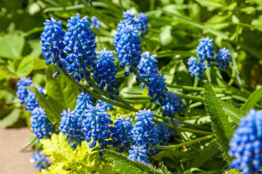 Mayıs ayında, fare sümbülü çiçek tarlalarında çiçeklendi şehir avlularında ve mayıs ayında bahçelerde..