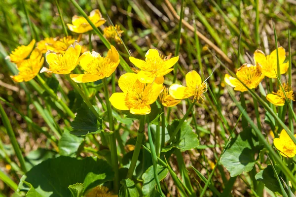 Ljusgula fält i parker och torg blommade smörbägare i maj. — Stockfoto