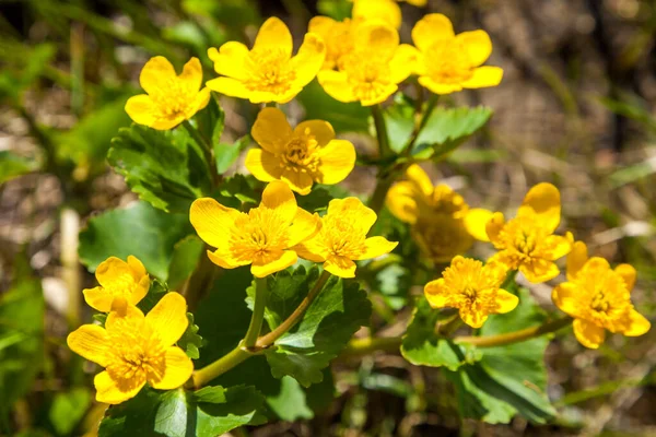 Ljusgula fält i parker och torg blommade smörbägare i maj. — Stockfoto