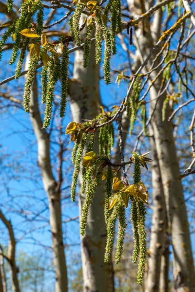 У середині весни мальовничі насіння тополя висять як сережки з гілок дерев у парках і квадратах . — стокове фото
