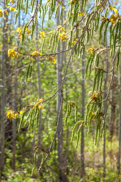 У середині весни мальовничі насіння тополя висять як сережки з гілок дерев у парках і квадратах . — стокове фото