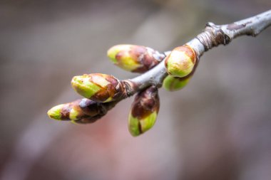 - Rusya. Saint-Petersburg 'da. Şiş tomurcuklar, şehrin parklarında ve meydanlarında ilkbahar uyanışı sırasında ilk yapraklar ve çiçekler..