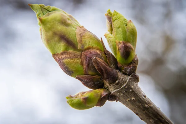 Russie Saint Pétersbourg Gonflement Des Bourgeons Des Premières Feuilles Des — Photo