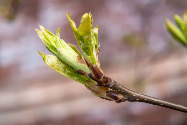 Russie Saint Pétersbourg Gonflement Des Bourgeons Des Premières Feuilles Des — Photo