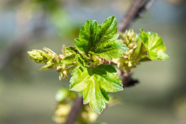 - Rusya. Saint-Petersburg 'da. Şiş tomurcuklar, ilk filizler, yapraklar ve çiçekler şehir parklarında ve meydanlarında bahar uyanışı sırasında.