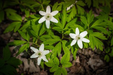 Bahar sıcağının başlamasıyla, bütün beyaz şakayık tarlaları ormanlarda ve parklarda ortaya çıktı..