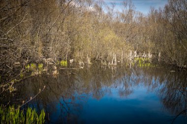 Saint Petersburg 'un bahar manzaralı parkları ve meydanları