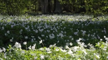 Bahar sıcağının başlamasıyla, bütün beyaz şakayık tarlaları ormanlarda ve parklarda ortaya çıktı..
