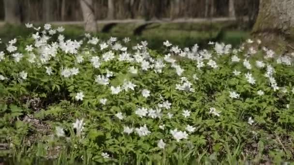 Con el inicio del calor primaveral, campos enteros de anémonas blancas aparecieron en bosques y parques . — Vídeos de Stock