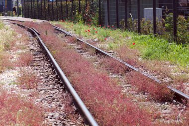rails overgrown with grass and flowers, note shallow depth of field