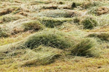 Çimenlikteki çimen kesikleri, alanın sığ derinliğine dikkat edin