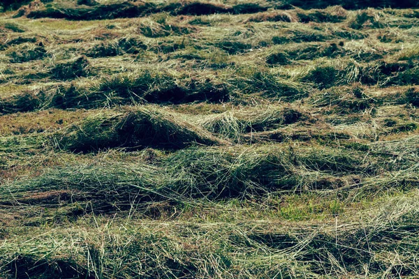 Wycinki Trawy Trawniku Zanotować Płytką Głębię Pola — Zdjęcie stockowe