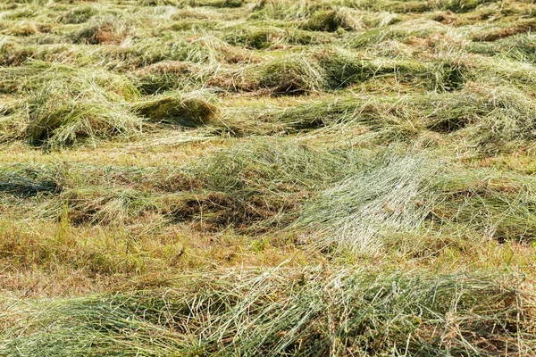 Çimenlikteki çimen kesikleri, alanın sığ derinliğine dikkat edin
