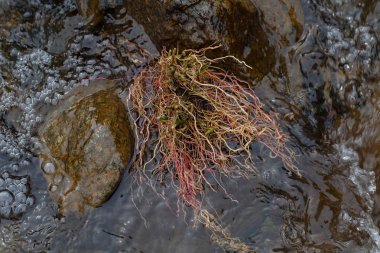 clear mountain running water, note shallow depth of field