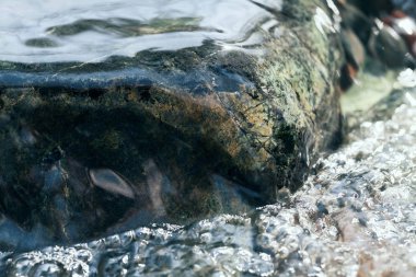 Berrak dağ suyundaki kayalar, yüzeysel alan derinliğine dikkat edin.