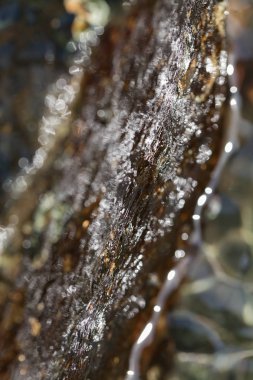 stone under the mountain water, note shallow depth of field