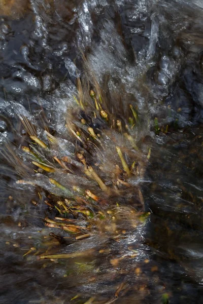 Abstractie Bergwater Met Vegetatie Opmerking Ondiepe Velddiepte — Stockfoto