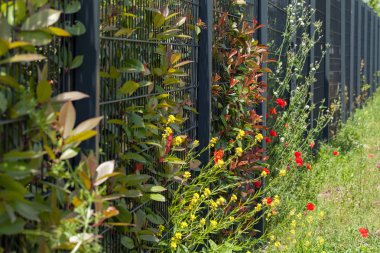 Çiçek ve çit yetiştirmek için tesisin etrafındaki metal çitler, sığ tarlanın derinliğine dikkat edin.