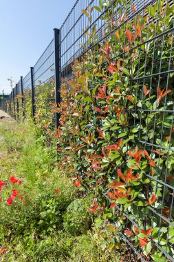 Çiçek ve çit yetiştirmek için tesisin etrafındaki metal çitler, sığ tarlanın derinliğine dikkat edin.