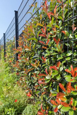 Çiçek ve çit yetiştirmek için tesisin etrafındaki metal çitler, sığ tarlanın derinliğine dikkat edin.