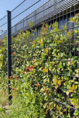Çiçek ve çit yetiştirmek için tesisin etrafındaki metal çitler, sığ tarlanın derinliğine dikkat edin.