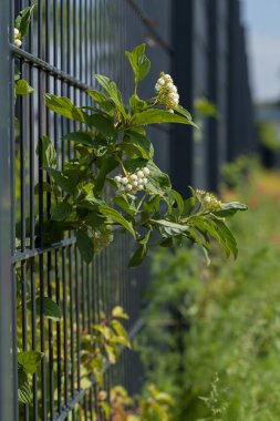Bitkiler ve çimlerle kaplı demir çitler, sığ alan derinliğine dikkat edin.