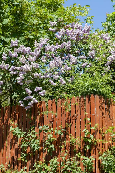 Деревянный Забор Зелеными Растениями Обратите Внимание Небольшую Глубину Резкости — стоковое фото