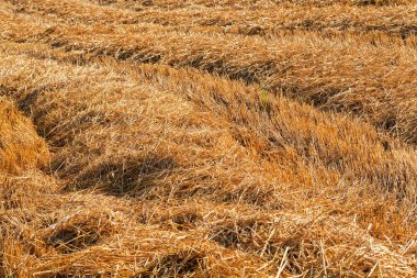 meadow with mowed grass dry, note shallow depth of field