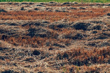 meadow with mowed grass dry, note shallow depth of field