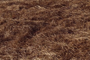 meadow with mowed grass dry, note shallow depth of field