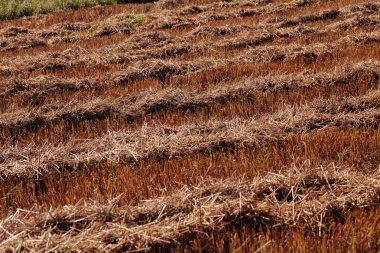 meadow with mowed grass dry, note shallow depth of field