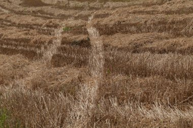 Traces of tractors in the high dry grass in nature, note shallow depth of field