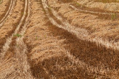 Traces of tractors in the high dry grass in nature, note shallow depth of field